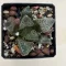 Haworthia comptoniana 'KARAKUSA'