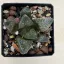 Haworthia comptoniana 'KARAKUSA'