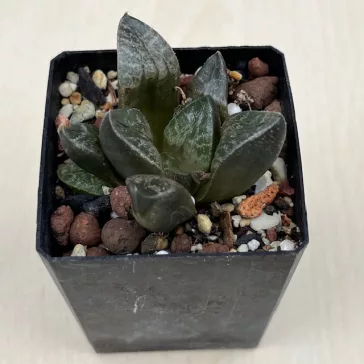 Haworthia comptoniana 'KARAKUSA'