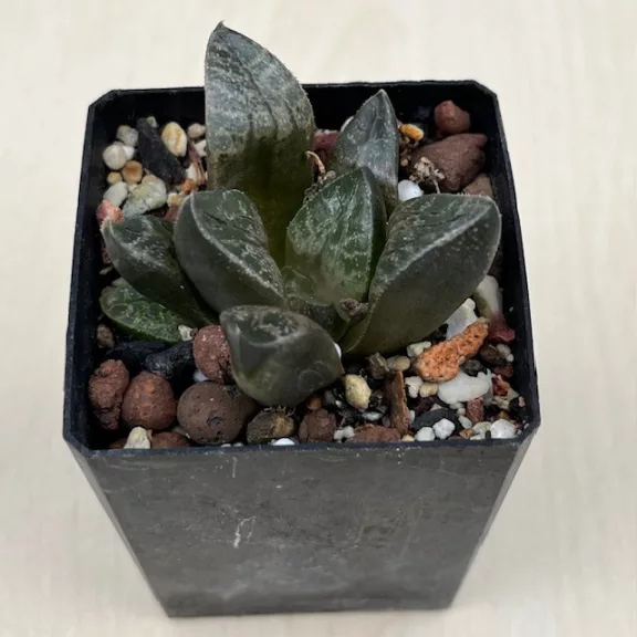 Haworthia comptoniana 'KARAKUSA'
