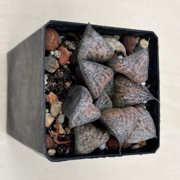 Haworthia splendens 'HANA AOI'