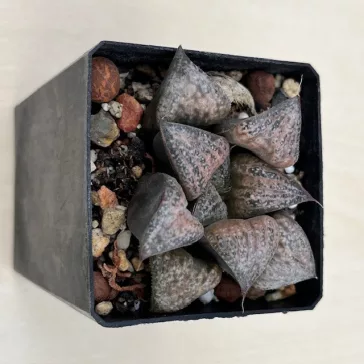 Haworthia splendens 'HANA AOI'