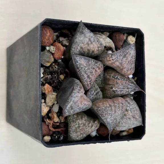 Haworthia splendens 'HANA AOI'