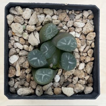 Haworthia maughanii 'CINDERELLA'