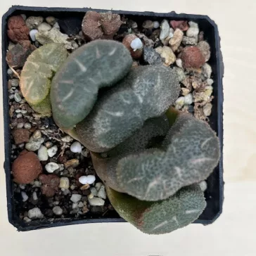 Haworthia truncata 'ARAISO'