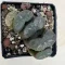 Haworthia truncata 'ARAISO'