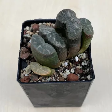 Haworthia truncata 'ARAISO'