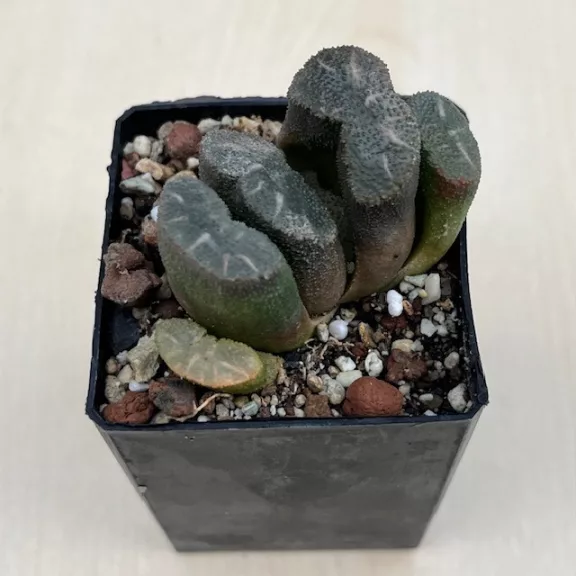 Haworthia truncata 'ARAISO'