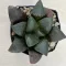 Haworthia springbokvlakensis 'DEVI'