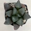 Haworthia springbokvlakensis 'DEVI'