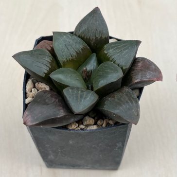 Haworthia springbokvlakensis 'DEVI'