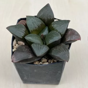 Haworthia springbokvlakensis 'DEVI'