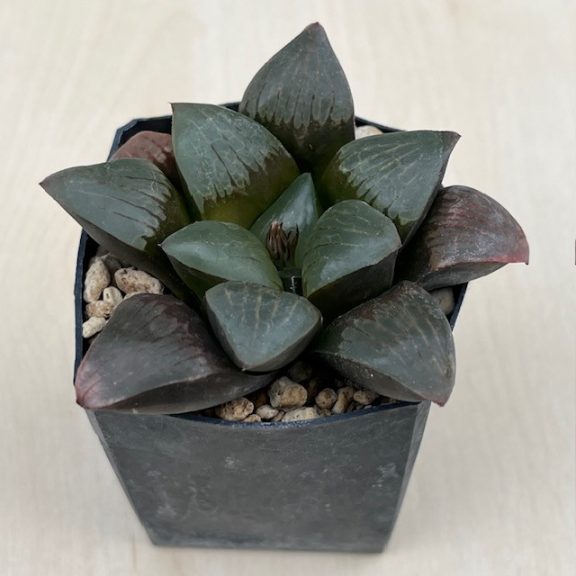 Haworthia springbokvlakensis 'DEVI'