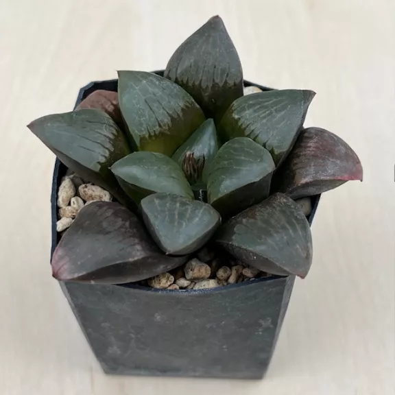 Haworthia springbokvlakensis 'DEVI'