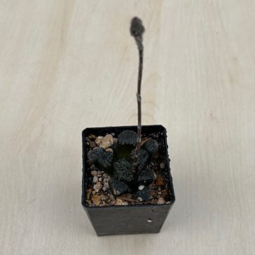 Haworthia 'MORDOR'