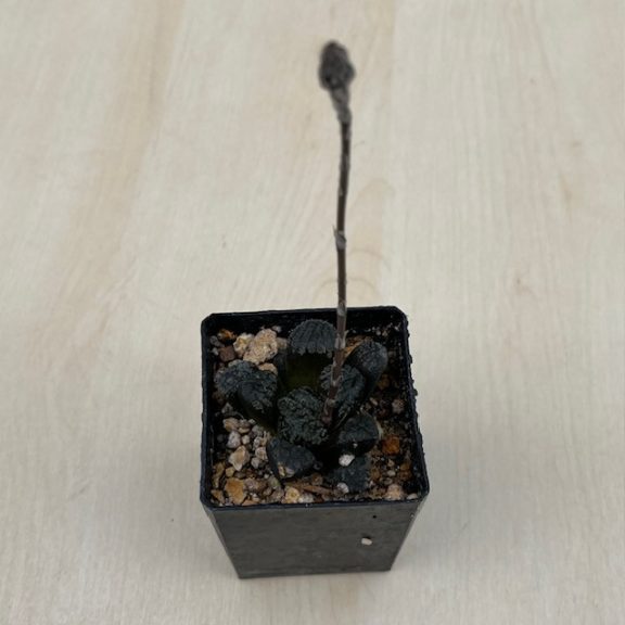 Haworthia 'MORDOR'