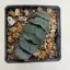 Haworthia truncata 'KIGANJOU'