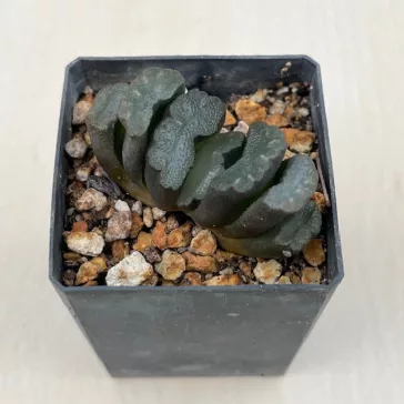 Haworthia truncata 'KIGANJOU'
