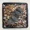 Haworthia truncata 'White Form' Selected 'White Form' from Steve Hammer Ex F. Greinier