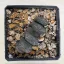 Haworthia truncata 'White Form' Selected 'White Form' from Steve Hammer Ex F. Greinier