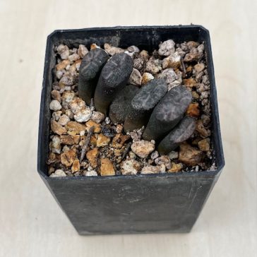   Haworthia truncata 'White Form' Selected 'White Form' from Steve Hammer Ex F. Greinier