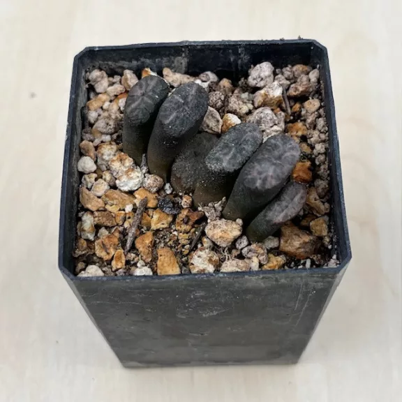 Haworthia truncata 'White Form' Selected 'White Form' from Steve Hammer Ex F. Greinier