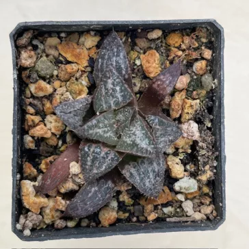 Haworthia splendens 'YUKI KESHIKI'