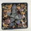 Haworthia splendens 'YUKI KESHIKI'