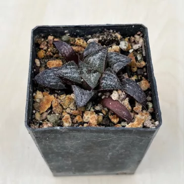 Haworthia splendens 'YUKI KESHIKI'