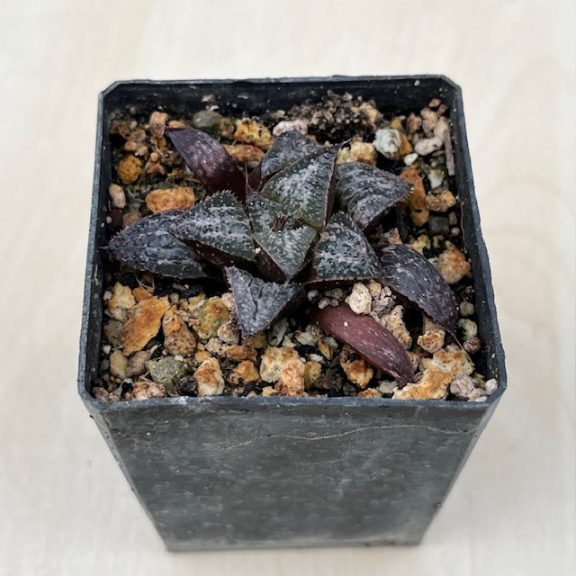 Haworthia splendens 'YUKI KESHIKI'