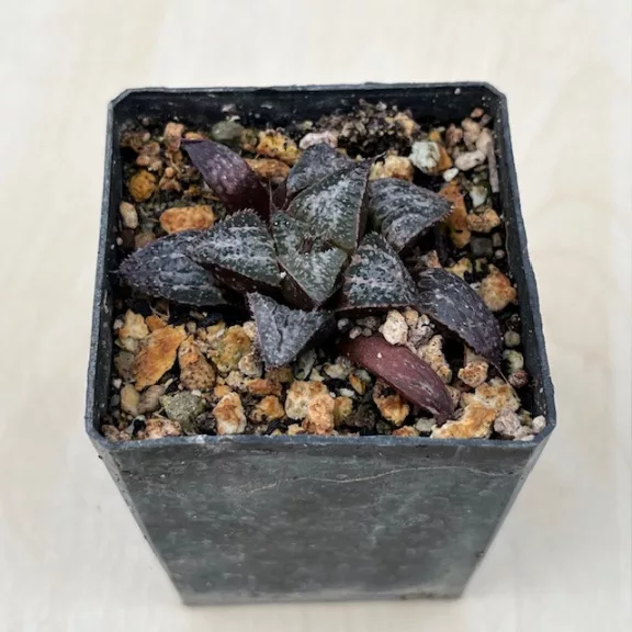 Haworthia splendens 'YUKI KESHIKI'
