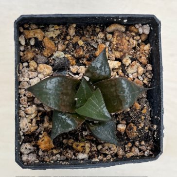 Haworthia badia 'PINKY'