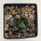 Haworthia badia 'PINKY'