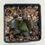 Haworthia badia 'PINKY'