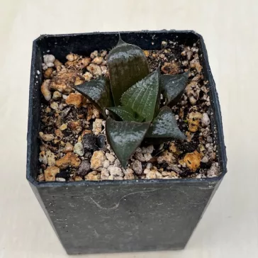 Haworthia badia 'PINKY'