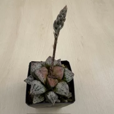 Haworthia picta 'PANDORA MAGICBOX'