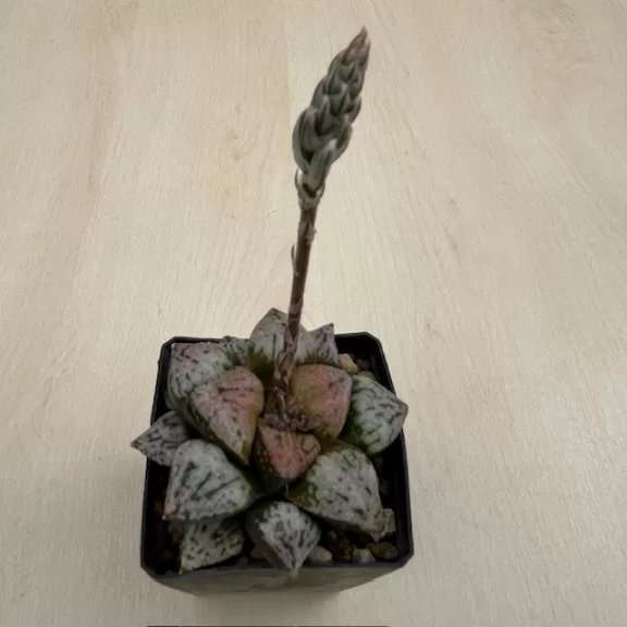 Haworthia picta 'PANDORA MAGICBOX'