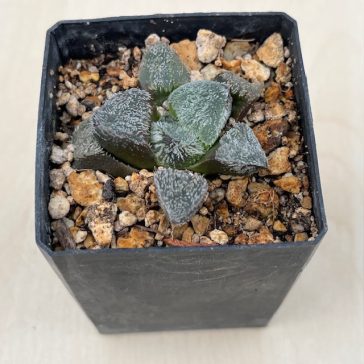 Haworthia Pygmaea 'YUKIHIME'