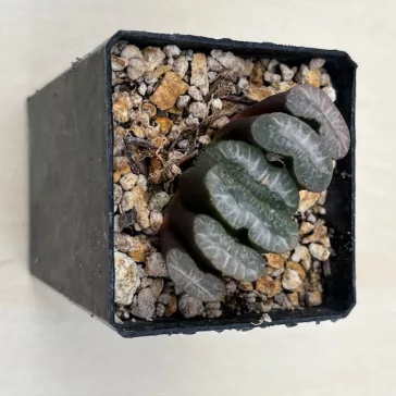 Haworthia truncata cv. SENZYUKANNON hybrid Z-series