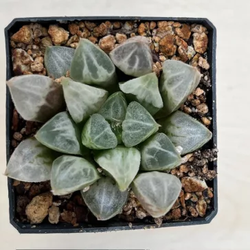 Haworthia splendens 'LOVEHEARTS'