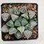 Haworthia splendens 'LOVEHEARTS'