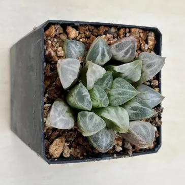Haworthia splendens 'LOVEHEARTS'