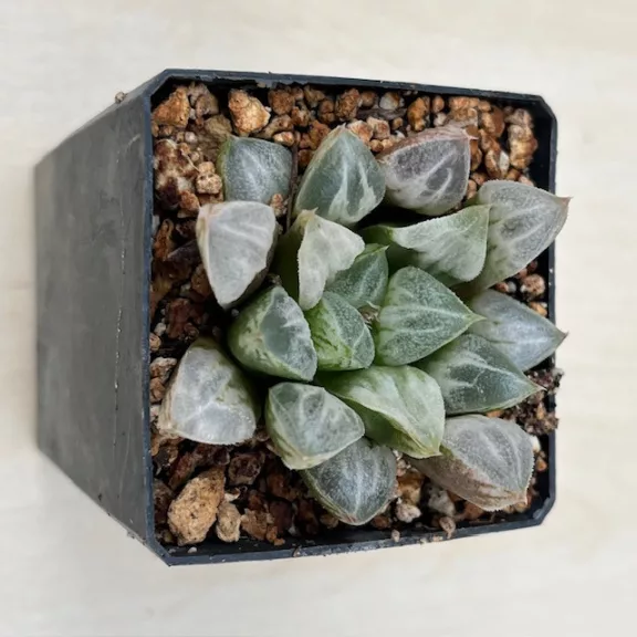 Haworthia splendens 'LOVEHEARTS'