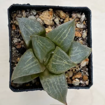 Haworthia comptoniana 'URAHANNYA'