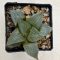 Haworthia comptoniana 'URAHANNYA'