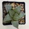 Haworthia comptoniana 'URAHANNYA'