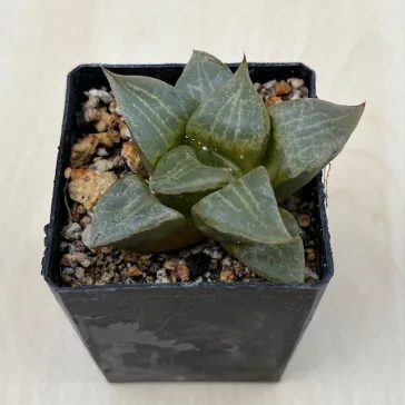 Haworthia comptoniana 'URAHANNYA'