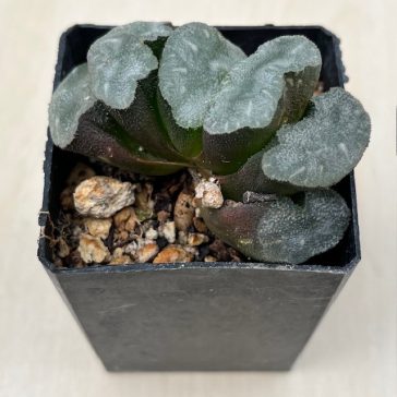 Haworthia truncata 'MAMMOTH'