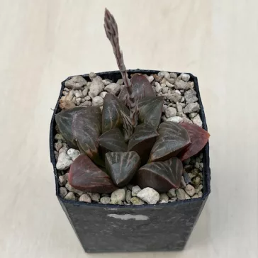 Haworthia mutica 'WHITE WIDOW'