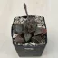 Haworthia mutica 'WHITE WIDOW'